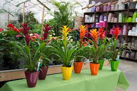 Piante per la progettazione del fiorito indoor e per l'arredo di spazi chiusi, come: Green Is Le Piante Verdi E Fiorite Da Interno Sono Facebook