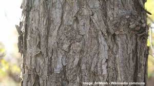 Elms belong to the genus ulmus. Types Of Elm Trees With Their Bark And Leaves Identification Guide