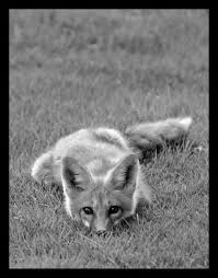 Beautiful Black And White Animal Photography Beautiful Black And White Animal Photos Animals Animal Photography Animal Photo