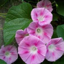Pretty N Pink Morning Glory In 2020 Morning Glory Flowers Garden Vines Morning Glory