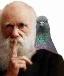 Don't know pigeons from bowling balls? Among pigeon rollers, you'll fit  right in