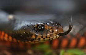 Red Bellied Black Snake The Australian Museum