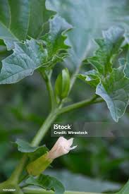 Image result for Datura ferox