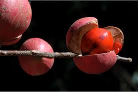 Image result for Aphanamixis