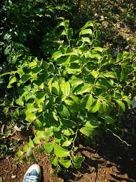Image result for Rawsonia lucida