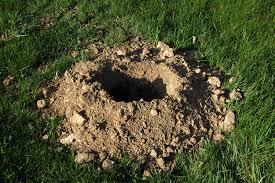 Can you get all the gophers in their holes? Gopher Inspection Guide Gopher Holes Tunnels Damage Signs