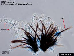 Fungus Annellolacinia Dinemasporioides On Pineapple