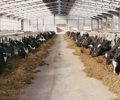 Feed Hay And Grain If Desired To All Cattle Kept Through The Winter Beef Cattle Cattle Farming Cattle