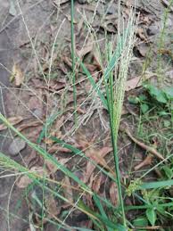 Image result for Digitaria complanata