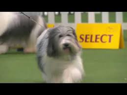Check spelling or type a new query. Polish Lowland Sheepdogs Breed Judging 2020 Youtube