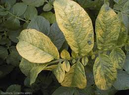 Image result for Alfalfa mosaic virus