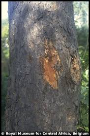 Image result for Pseudospondias