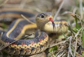 The garter is among the world's most benign snakes; Garter Snakes The Good The Bad And The Ugly Environmental Pest Management