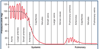 Cardiac Medical Physics Of The Circulation Pressure Flow Resistance Diagram Quizlet