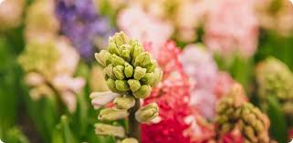 Image result for Pavetta gracillima