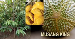 Cara budidaya durian musang king sebenarnya sangatlah mudah dan tidak sulit seperti yang kita bayangkan. 6 Sebab Anda Disyorkan Menanam Durian Musang King D197 Ohlembab