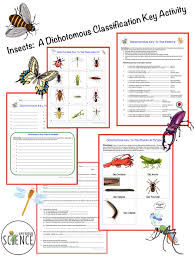 Amy Brown Science Insects A Dichotomous Classification Key Activity Dichotomous Key Life Science Middle School High School Science