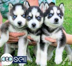 The mighty fb machine won't let you sell on these groups, but you can seriously ask any. Siberian Husky Puppies Blue Eyes Ready For Sale Yanbu Free Classifieds