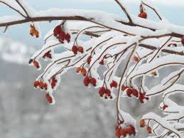 Calicanto, e il giardino d'inverno profuma. Piante Da Esterno Invernali Ecco Le Piante E Fiori Resistenti Al Freddo