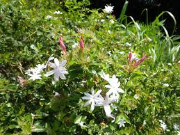 Image result for Jasminum dichotomum
