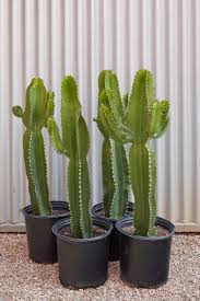 Image result for Euphorbia ingens