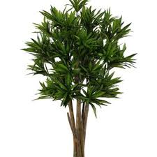 Why leaves of dracaena reflexa (song of india) turn brown (urdu/hindi/english subtitle)plant life #plant life with. Planta Artificial Arvore Dracena Reflexa Verde 1 2m Leroy Merlin