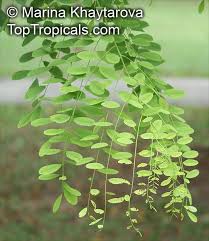 Image result for Dalbergia fischeri