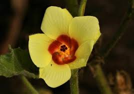 Image result for Hibiscus panduriformis