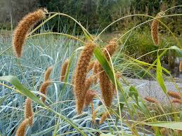 Image result for Setaria homonyma