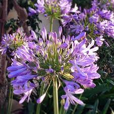 Ennie Gonzaga This Beauty Is Agapanthus This Was The Flower In Most Of The Blueprint Shots You Sent Me It S Especially Impressive Agapanthus Plants Flowers