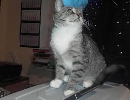 Wir haben für sie 5 banken in eisfeld gefunden. Fundkatzen Aus Eisfeld Und Hildburghausen Besitzer Gesucht Nhz24 De