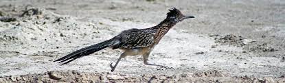 Ecology Of Death Valley National Park