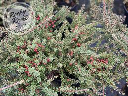 Image result for Cotoneaster microphyllus