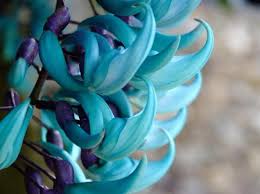 Check spelling or type a new query. Jade Flower Page 1