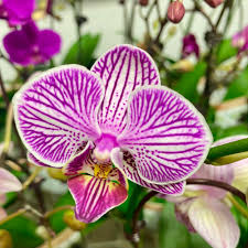 Image result for Ophrypetalum odoratum