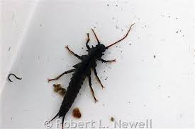 Image result for Macrotyloma stenophyllum