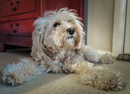 This week's video is a discussion of what to look for when buying a puppy and what to avoid, think of it as a buyer'. How Much Does A Cavapoo Puppy Cost Howmuchisit Org