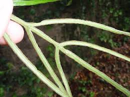 Image result for Cheilanthes multifida