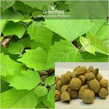 Madhumati locally known as gamhar. Natural Khamer Tree Seed Gmelina Arborea Pack Size 5 Bag Packaging Type Pp Bags Rs 100 Kilogram Id 2523305733