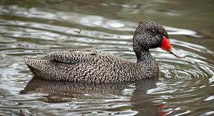 Bird That Sounds Like A Monkey Australia Freckled Duck Wikipedia Duck Sounds Dabbling Duck Duck Feed