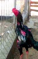 Biasanya ayam yang sering terkena dugal air adalah ayam petarung atau ayam aduan. Cara Menghilangkan Cairan Di Dada Ayam Aduan Menghilangkan Masalah