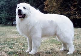 We did not find results for: Great Pyrenees Breed Information
