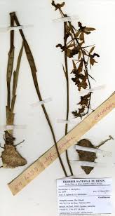 Image result for Eulophia caricifolia