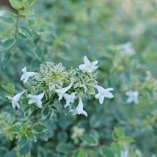 Image result for Mechowia grandiflora