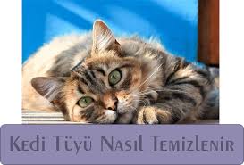 Kedi Tuyu Nasil Temizlenir Ve Kedilerin Tuy Dokmemesi Icin Ne Yapmali