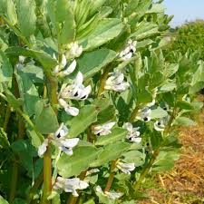Solo il favino si raccoglie abbastanza facilmente mediante mietitrebbiatrice opportunamente regolate. Favino Padana Sementi