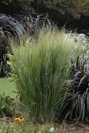 Image result for Panicum