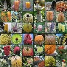 A Passion For Flowers Banksia Flowers Fruit Australian Flowers Australian Native Flowers Garden Flower Beds