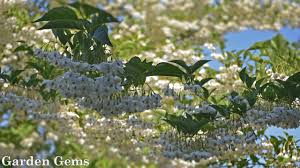 We did not find results for: Japanese Snowbell Tree Styrax Japonicus Youtube