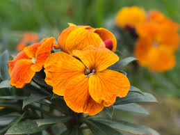 In colder regions or more exposed gardens, it may lose them all, but then fresh new growth appears again in spring. How To Grow Wallflowers Saga